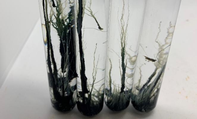 Prebiotic chemistry on Enceladus